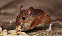 24 Hour & Emergency Exterminators in Stokes, NC